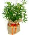 Choisya Ternata Tree Gift