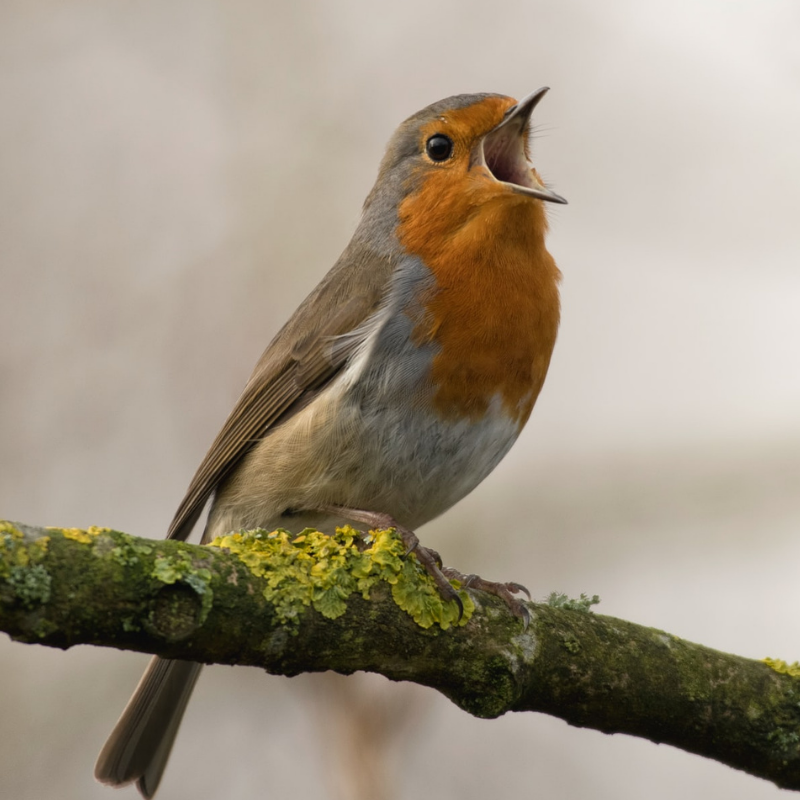 How To Attract Birds To Your Garden