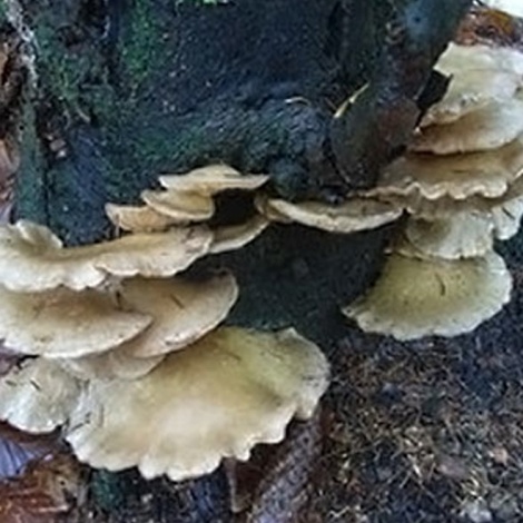 Fir Oyster Mushroom Log Kit