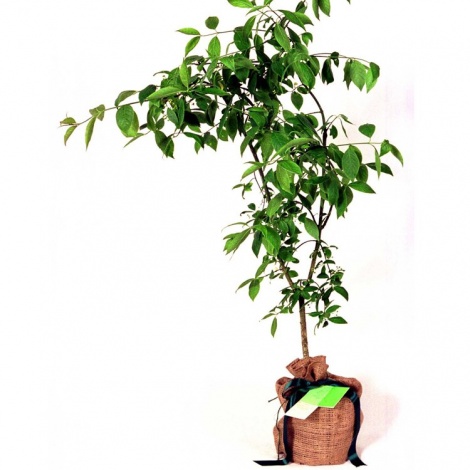 Spindle Tree Gift