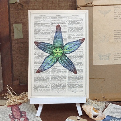 Starfish Roo Abrook Print