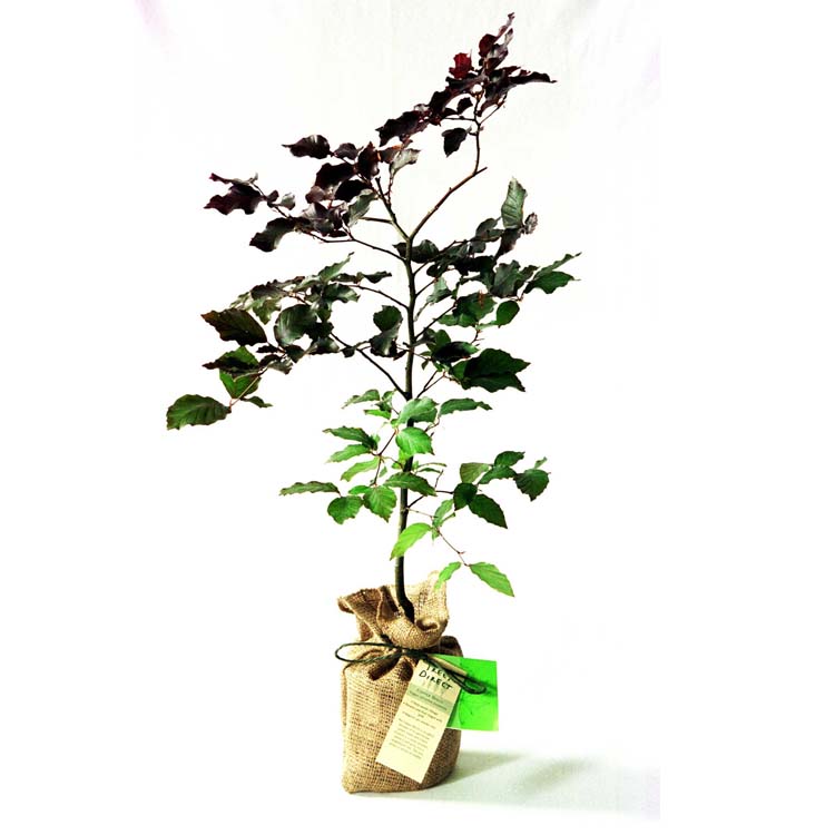Copper Beech Tree Gift