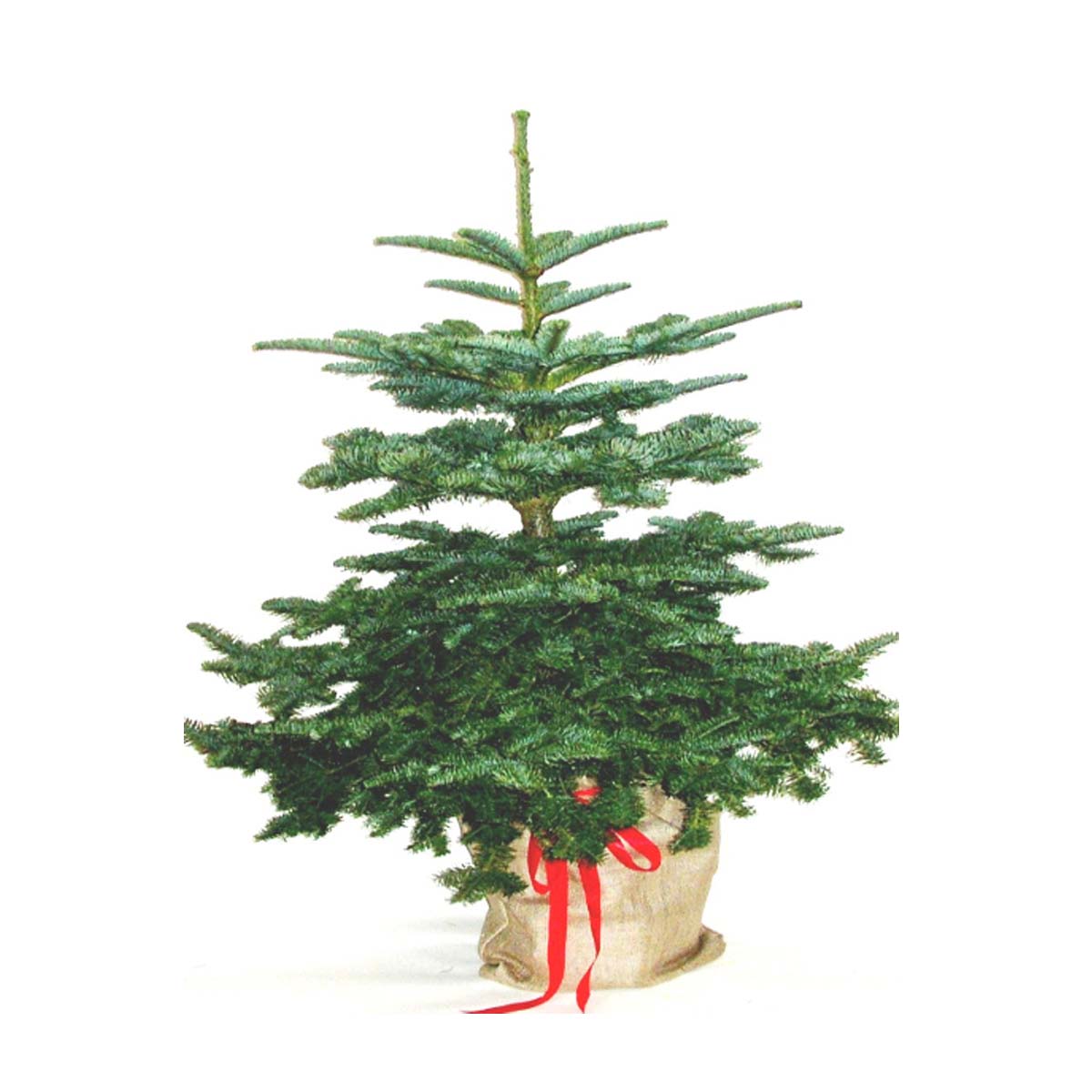 Christmas Nordman Fir Tree